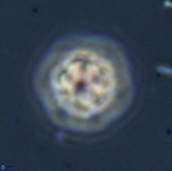 Olladiscoaster bordii 31462