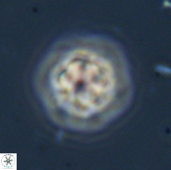 Olladiscoaster bordii 31462