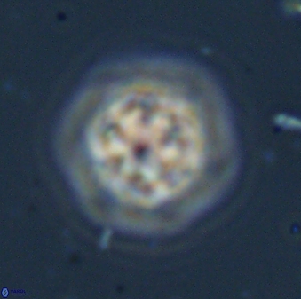 Olladiscoaster bordii 31463