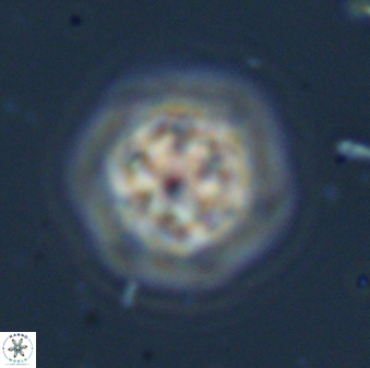 Olladiscoaster bordii 31463