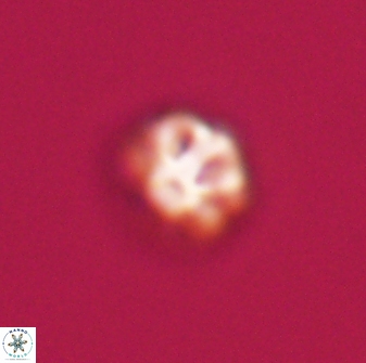Olladiscoaster bordii 31464