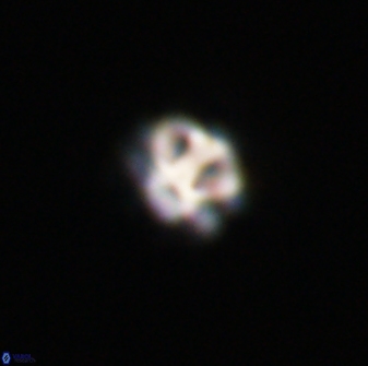 Olladiscoaster bordii 31465