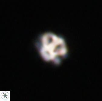Olladiscoaster bordii 31465