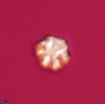 Olladiscoaster bordii 31466