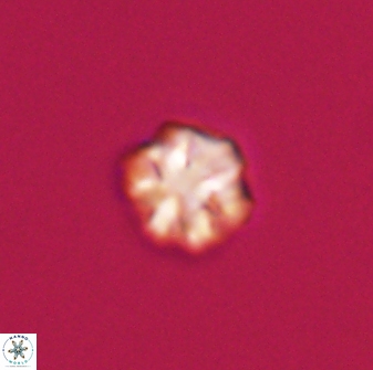 Olladiscoaster bordii 31466