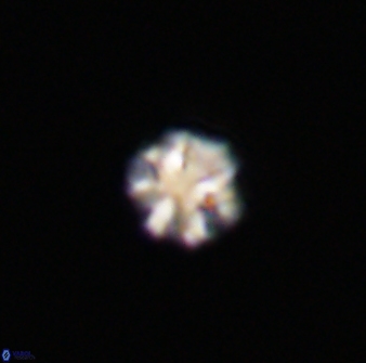 Olladiscoaster bordii 31467