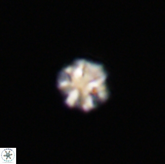Olladiscoaster bordii 31467