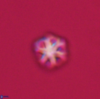 Olladiscoaster bordii 31469