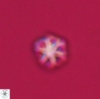 Olladiscoaster bordii 31469