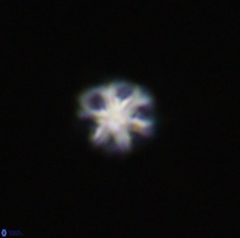 Olladiscoaster bordii 31470