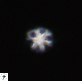 Olladiscoaster bordii 31470