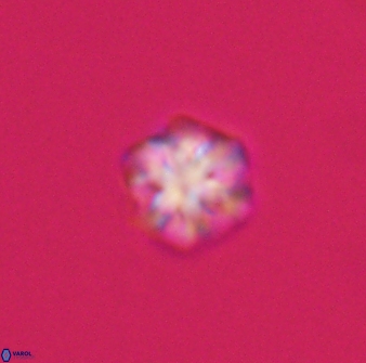 Olladiscoaster bordii 31471