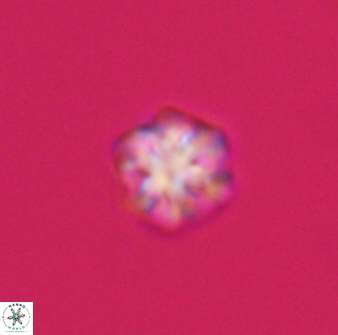 Olladiscoaster bordii 31471