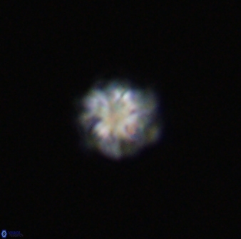 Olladiscoaster bordii 31472