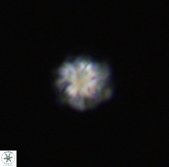Olladiscoaster bordii 31472