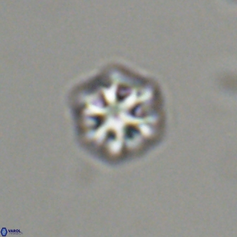 Olladiscoaster bordii 31473
