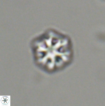 Olladiscoaster bordii 31473