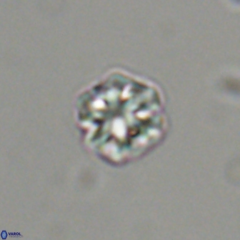 Olladiscoaster bordii 31474