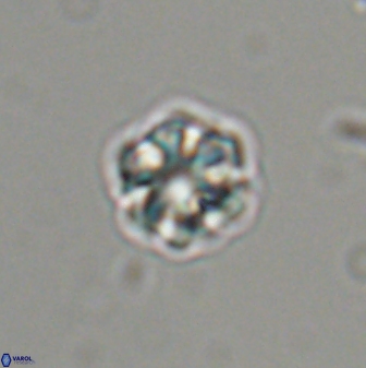 Olladiscoaster bordii 31475