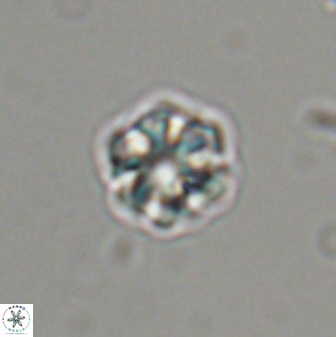 Olladiscoaster bordii 31475