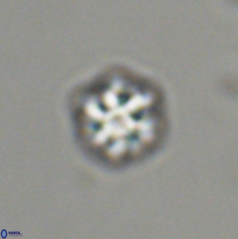 Olladiscoaster bordii 31476