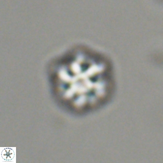 Olladiscoaster bordii 31476