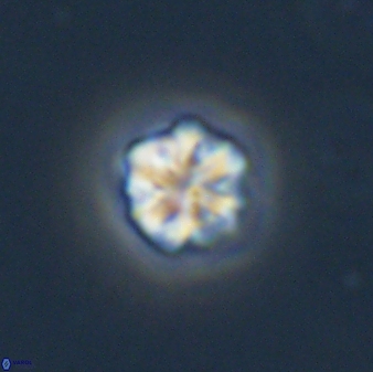 Olladiscoaster bordii 31478