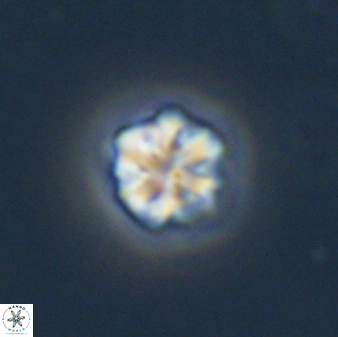 Olladiscoaster bordii 31478