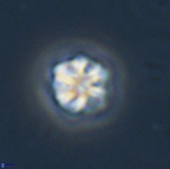 Olladiscoaster bordii 31479