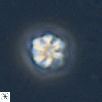 Olladiscoaster bordii 31479
