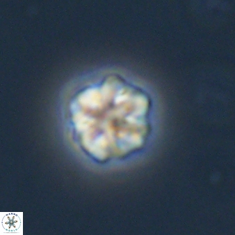 Olladiscoaster bordii 31481