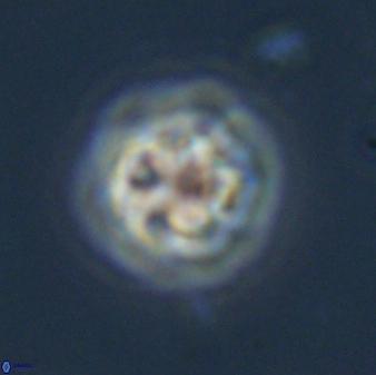 Olladiscoaster bordii 31482