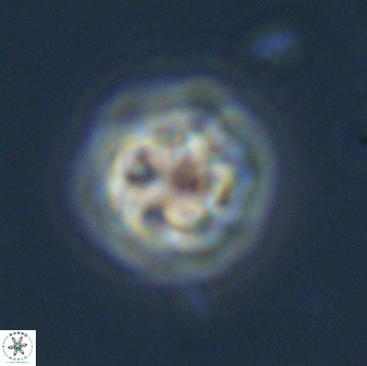 Olladiscoaster bordii 31482