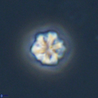 Olladiscoaster bordii 31483