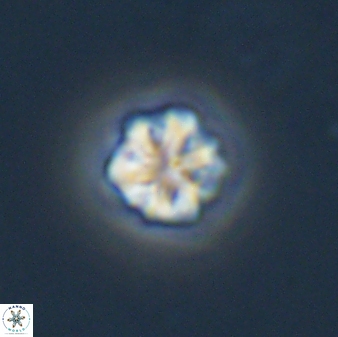 Olladiscoaster bordii 31483