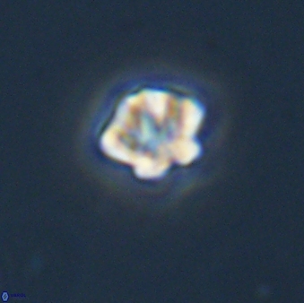 Olladiscoaster bordii 31484
