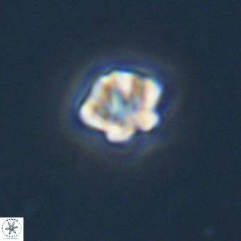 Olladiscoaster bordii 31484