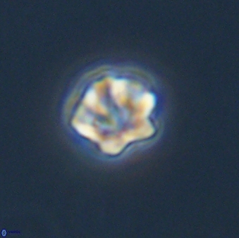 Olladiscoaster bordii 31485