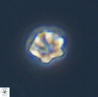 Olladiscoaster bordii 31485