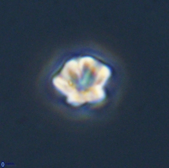 Olladiscoaster bordii 31486