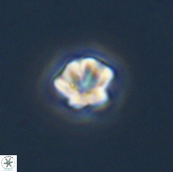 Olladiscoaster bordii 31486