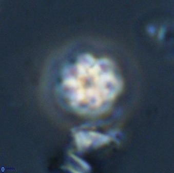 Olladiscoaster bordii 31487
