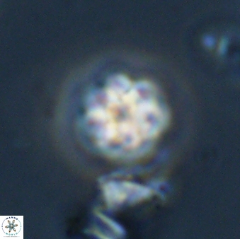 Olladiscoaster bordii 31487