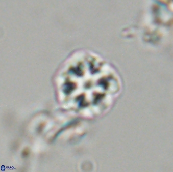 Olladiscoaster bordii 31490