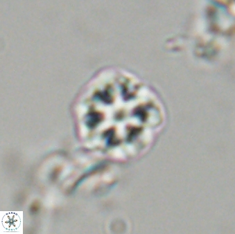 Olladiscoaster bordii 31490