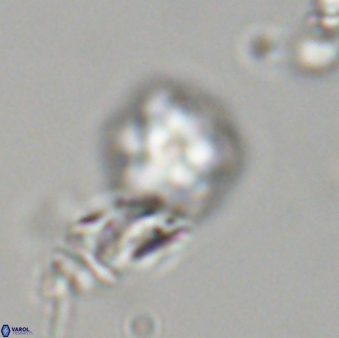 Olladiscoaster bordii 31491