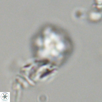 Olladiscoaster bordii 31491
