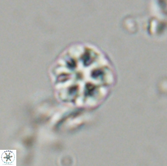 Olladiscoaster bordii 31492