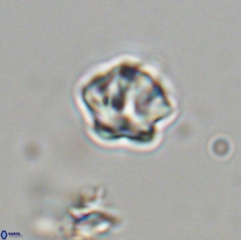 Olladiscoaster bordii 31495