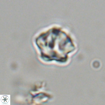 Olladiscoaster bordii 31495